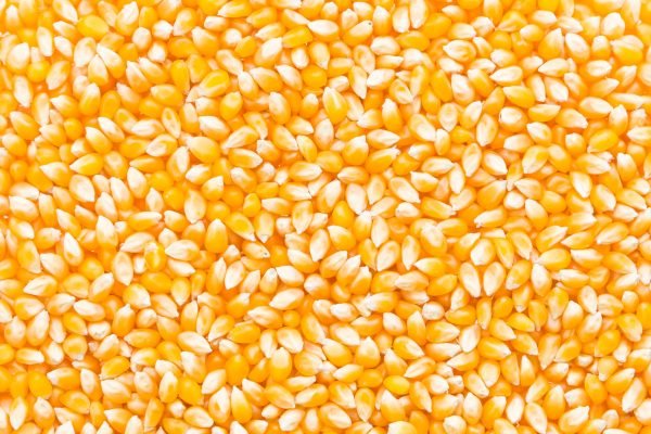 Corn cob seed background