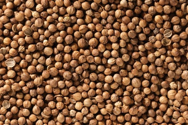 Background Texture of Dried coriander seeds. Dried coriander seeds used as a spice in cooking. coriander spice texture. Top view, Flat lay. Organic food, healthy lifestyle. Medicinal herbs and spices